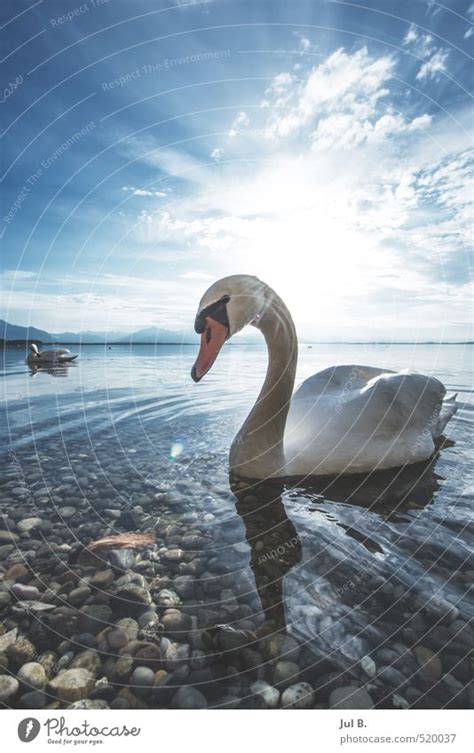 Alpen Schwan Ii Umwelt Ein Lizenzfreies Stock Foto Von Photocase