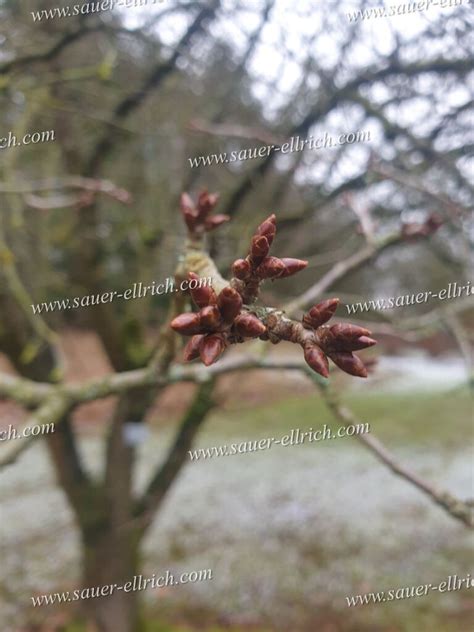 Prunus Serrulata Var Pubescens