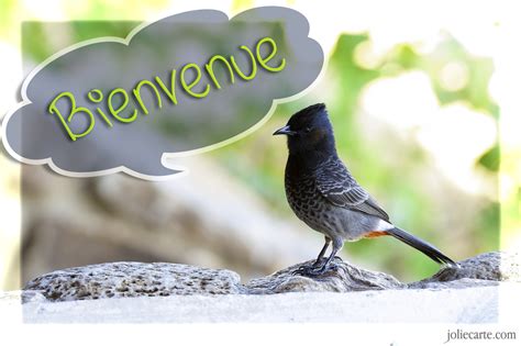 Cartes Virtuelles Bienvenue Joliecarte