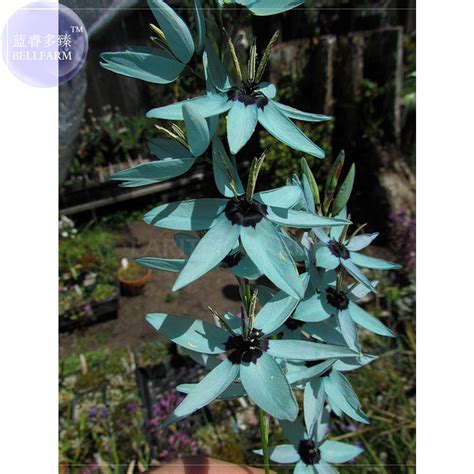 US$ 3.57 - Ixia Viridiflora Seeds, only 1 seed, dazzling turquoise Ixia the rarest and most ...