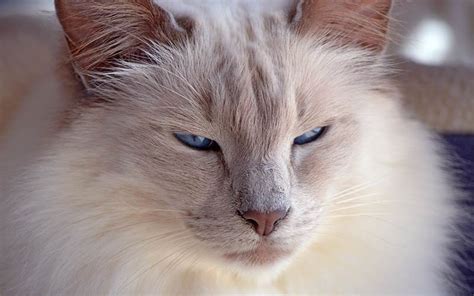 A Complete Guide To Balinese Cats