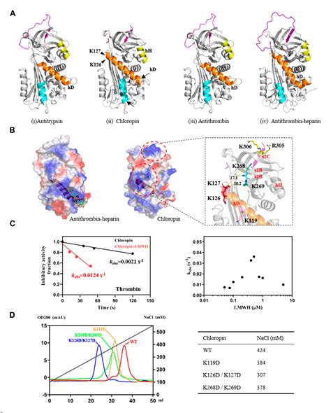 Dna Accelerates The Protease Inhibition Of A Bacterial Serpin Chloropin