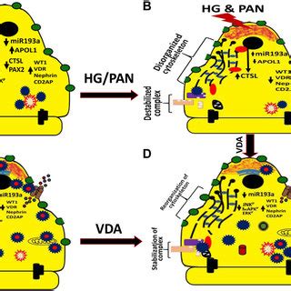 Regulation of podocyte function by calcineurin. Phosphorylation of... | Download Scientific Diagram