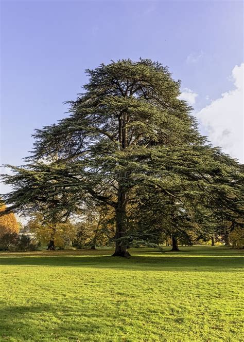 Cedrus Libani Tree Known As Cedar Of Lebanon Or Lebanon Cedar In