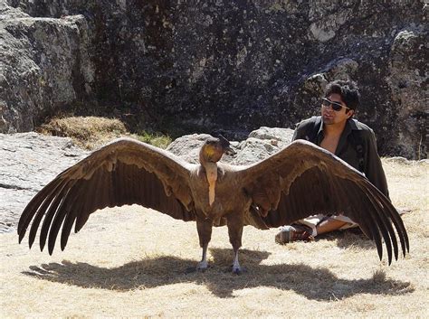 Andean Condor Wallpaper Animals Town