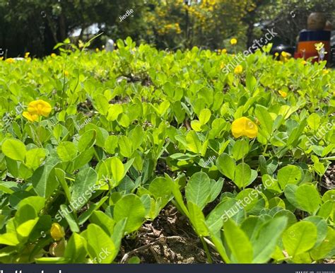 El Fascinante Origen Y Cultivo De Los Cacahuetes Descubre Su Historia