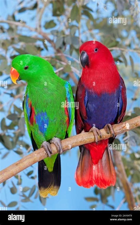 Eclectus Parrot Eclectus Roratus Pair Standing On Branch Male Green And Female Red Stock