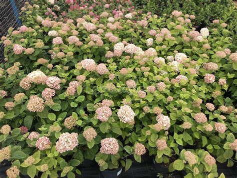 Гортензия древовидная Кандибелле Маршмеллоу: купить саженцы Hydrangea ...