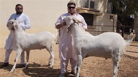 100 Kg Ke Plus Bakre Sojat Heavy Goats Of Aksa Goat Farm Nizam Bhai