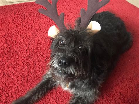 Saving Strays - We are so proud of Medina.. she’s grown into a real