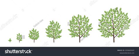 Tree Growth Stages Ripening Period Progression Stock Vector (Royalty ...