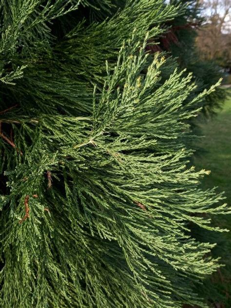 Sequoiadendron Giganteum Leaves