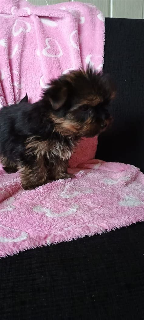 Piesek Yorkshire Terrier York Rydu Towy Olx Pl