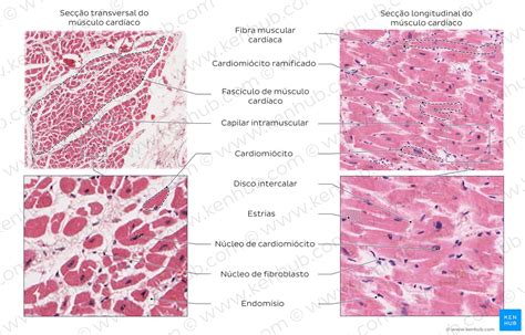 Tecido Muscular Card Aco Histologia E Contra O Kenhub