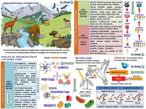 Biolog A Did Ctica Semana Nsc Biolog A Caracter Sticas De Los