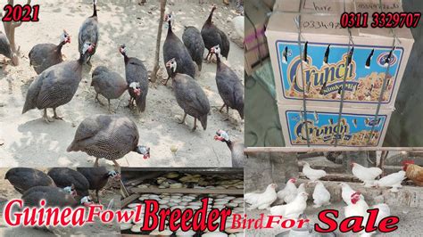 Guinea Fowl Breeder Pair Avaliable For Sale In Pakistan Guinea Fowl