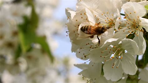 Fotos gratis árbol naturaleza rama flor pétalo polen primavera