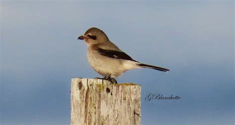 Ebird Qu Bec Checklist Jan Embouchure Riviere Madeleine