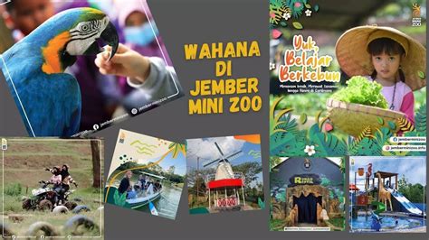 Jember Mini Zoo Terbaru Tempat Wisata And Edukasi Terlengkap Update