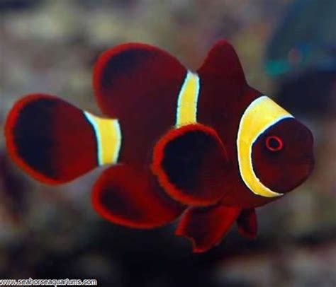 Gold Stripe Maroon Clownfish Cm Universal Aquatics Tropical And