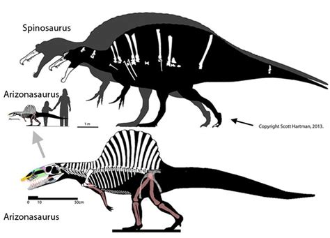 Similitudes De Spinosaurus Scott Hartman Et D Arizonsaurus