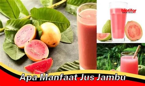 Temukan Manfaat Jus Jambu Yang Jarang Diketahui Biotifor