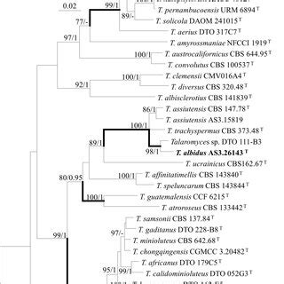 Ml Phylogram Inferred From The Concatenated Bena Cam Rpb Its