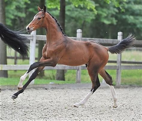 Warmblood foal | Paarden, Paardrijden, Dieren