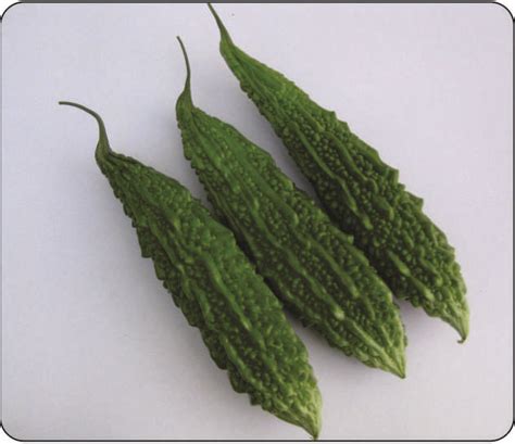 Hybrid Bitter Gourd At Best Price In Bangalore Sakura Seed Corporation