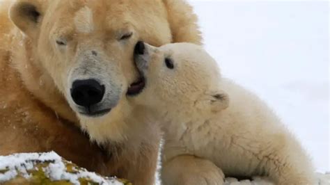 What Do Polar Bears Eat - Polar Bears Diet - Zooologist