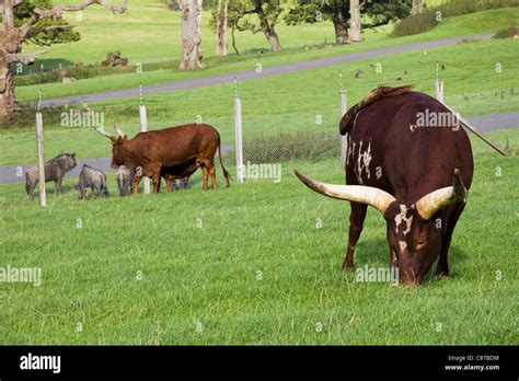 Ankole Cattle Hi Res Stock Photography And Images Alamy