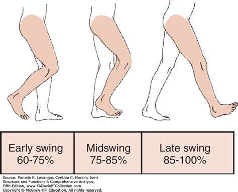 Great Image Of Swing And Stance Phase Of The Gait Cyc