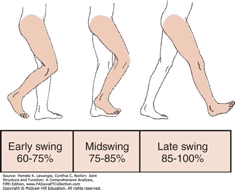 Late Swing Phase Of Gait Decoration Examples