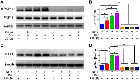 Curcumin Suppressed Huc Msc Apoptosis Through The Erk Signaling