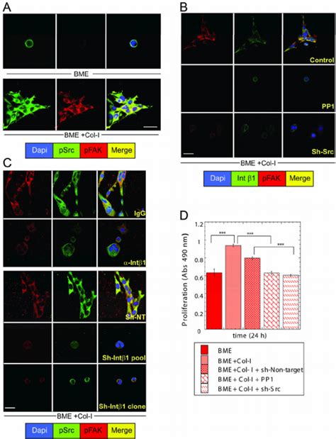 Src Activation Is Required For Col I Induced Fak Y Phosphorylation