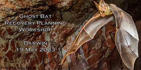 Ghost Bat Recovery Planning Workshop | Discover Darwin