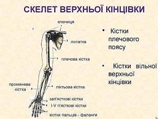 Урок "Будова скелету людини"