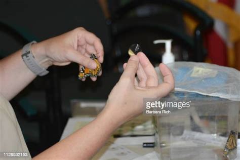 Winged Disc Photos And Premium High Res Pictures Getty Images