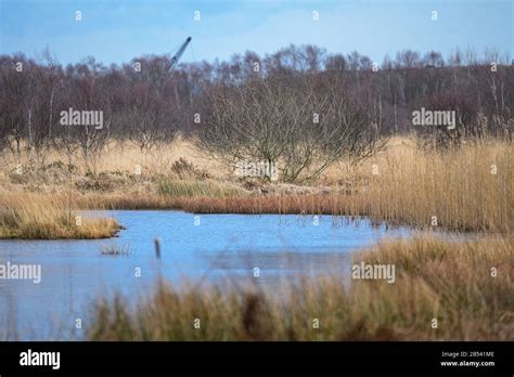 Birds At Risley Moss Nature Reserve Warrington Stock Photo Alamy