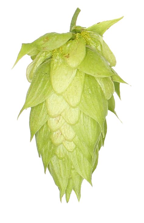 Explore Different Hops Hopsteiner Hop Profiles