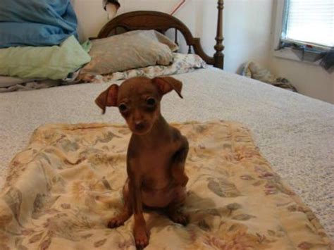 Chocolate Akc Tiny Miniature Pinscher For Sale In Mineral Virginia