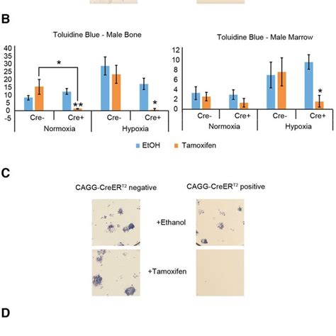 Colony Forming Abilities Are Reduced When Adult Creer T2 Positive Cells Download Scientific