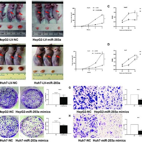 Mir A Affects Tumor Formation In Vivo And Tumor Progression In