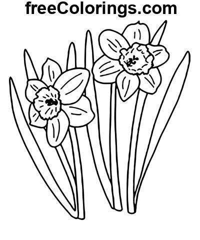 Superbes fleurs de jonquilles Coloriages gratuits à imprimer