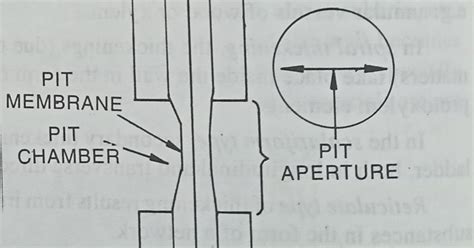 Primary Pit Fields Pits And Types Of Pits Digieduco