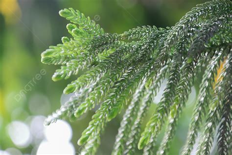 Background Araucaria Heterophylla Daun Tanaman Hijau Segar Dan Indah