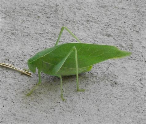 Grass hopper | Plant leaves, Plants, Grass