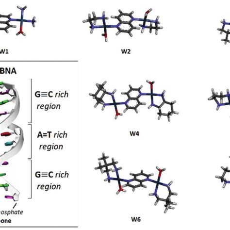 The Structures Of Dna Pdb Code Bna And Optimized Structures Of