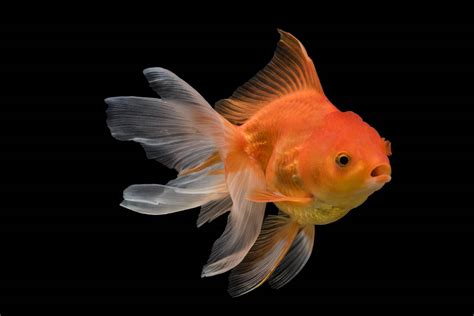 Fantail Goldfish Info Pictures Care And Lifespan Pangovet