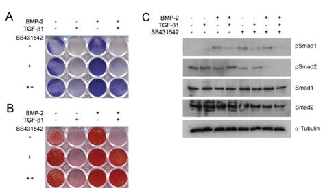 Effects Of Tgf Bmp And Sb On Cultured Mc T E